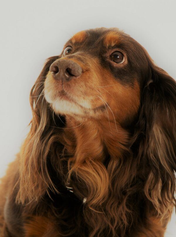 Copy of Cocker Spaniel Head